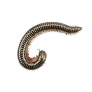 Millipede against a white background - Keep millipedes out of your home with General Pest Control in Middleburg Heights