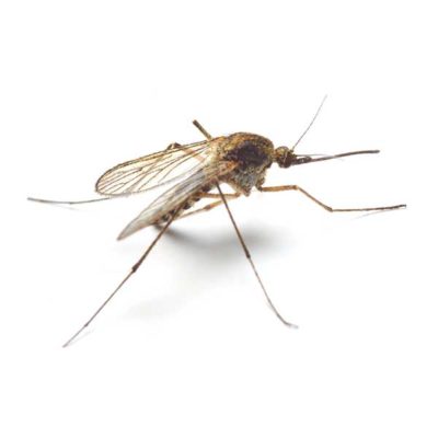 mosquito against a white background - Keep mosquitos away from your home with General Pest Control in Middleburg Heights