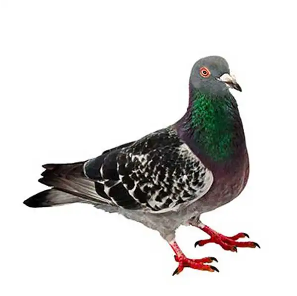 Pigeon Control Services in Ohio | Safe, Effective Bird Removal