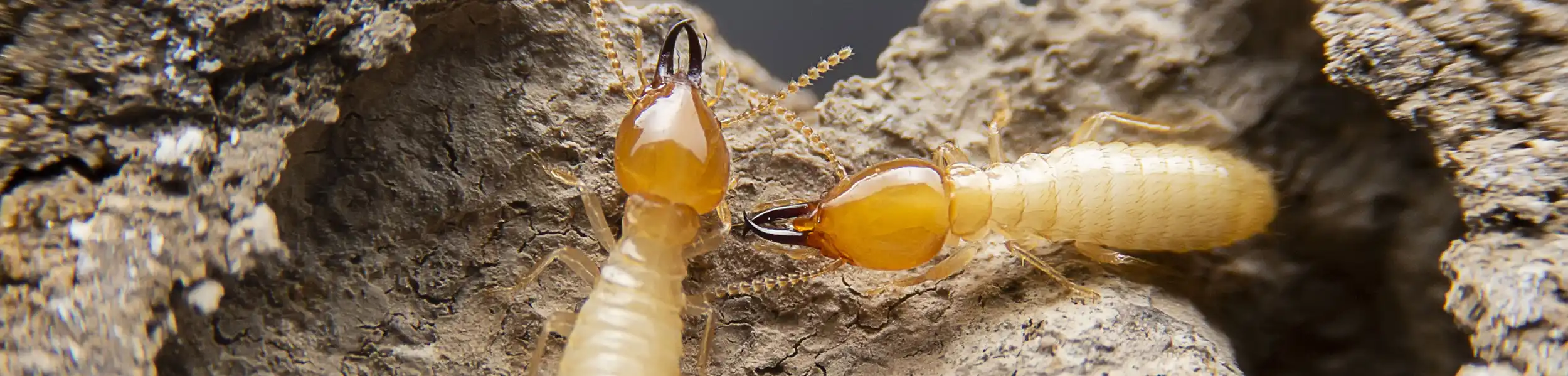 Closeup of termites eating through wood | General Pest Control in Middleburg Heights